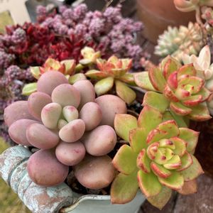 多肉寄せ植えの画像