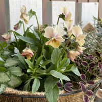 ラミウム,シルバータイム,プリンセスクローバー エステル,プリンセス・クローバー,ラミウム  ラミの画像