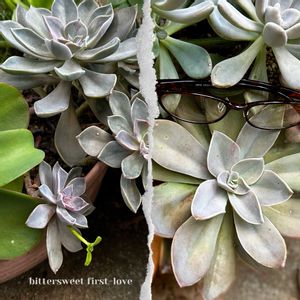 初恋,パープルキング,多肉大好き,グラプトベリア属,放置栽培の画像