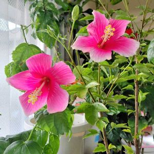 ハイビスカス,ハイビスカス リオ,ハイビスカス イエローフラミンゴ,ハイビスカスアポロガーデン,ハイビスカス　レッドクーペリーの画像