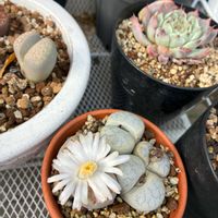 エケベリア,リトープス,多肉植物,エアープランツ/チランジアの画像