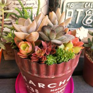 多肉植物,多肉寄せ植え,多肉男子の画像