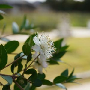 ギンバイカ,ギンバイカ,芝生,ギンバイカ(マートル),ギンバイカ(マートル)の画像