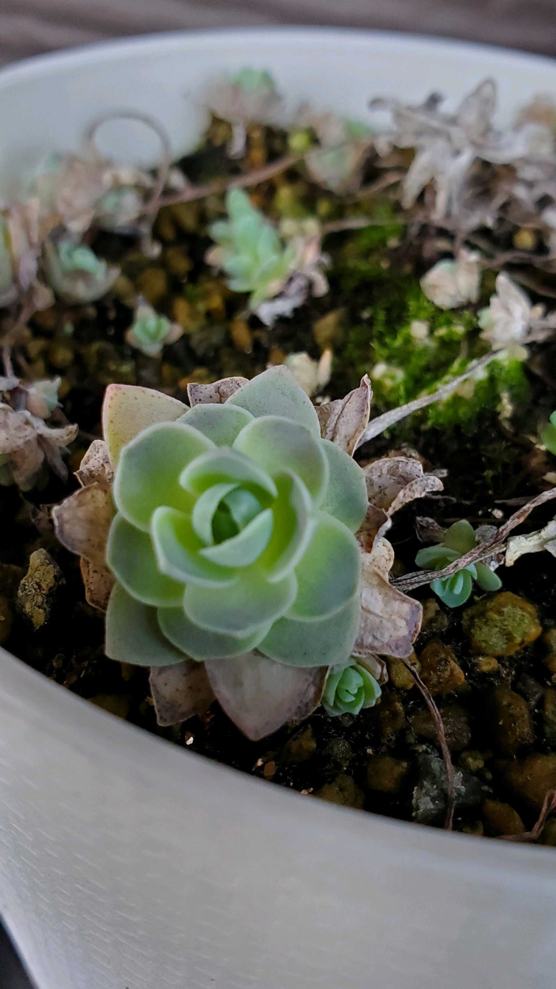 子持ち蓮華は増えすぎ注意？育て方と増やし方を正しく学ぼう