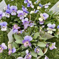 フリルパンジー クラッピング,ヌーヴェルヴァーグ ラピスラズリ,シクラメン イリュージア,パンジー クレールドリュンヌ,ビオレッタ　しずくの画像