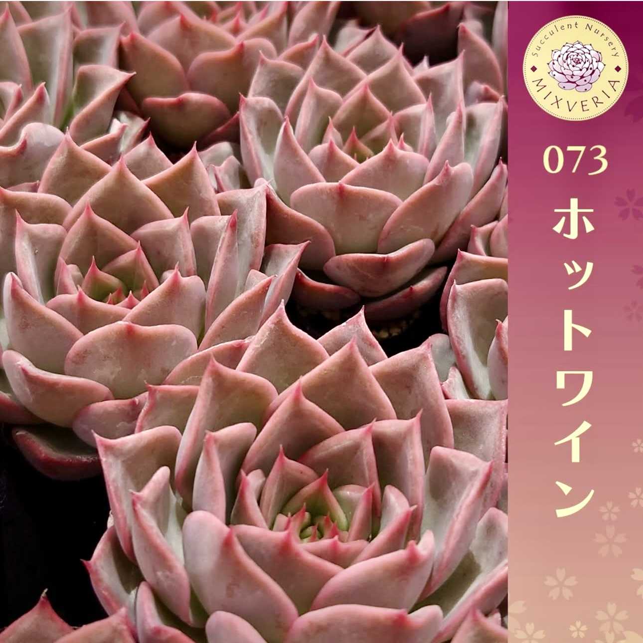 ミックスベリア 一覧表の一覧｜🍀GreenSnap（グリーンスナップ）