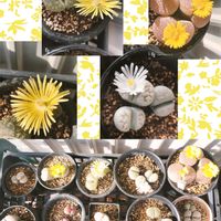 リトープス,メセン属,多肉植物,癒し,꒰ღ˘◡˘ற꒱かわゅ~の画像