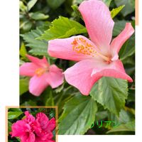 ハイビスカス,ハイビスカス,鉢植え,ネコ好き,花のある暮らしの画像