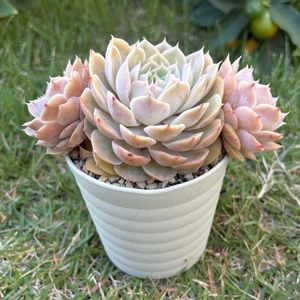 紅葉,オウンスロー,多肉植物,かわいい,100均多肉の画像