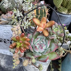 寄せ植え,多肉植物,リメ缶,多肉寄せ植え,コンテナガーデンの画像