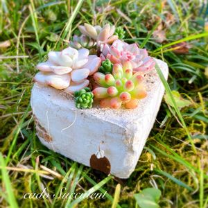 バラ,バラ、薔薇、ばら,多肉植物,多肉寄せ植え,エケベリア属の画像