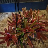 ネオレゲリア・ファイヤーボールの画像