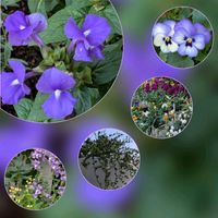 アンゲロニア,キンギョソウ,ワイヤープランツ,ビオラ,デュランタ 宝塚の画像