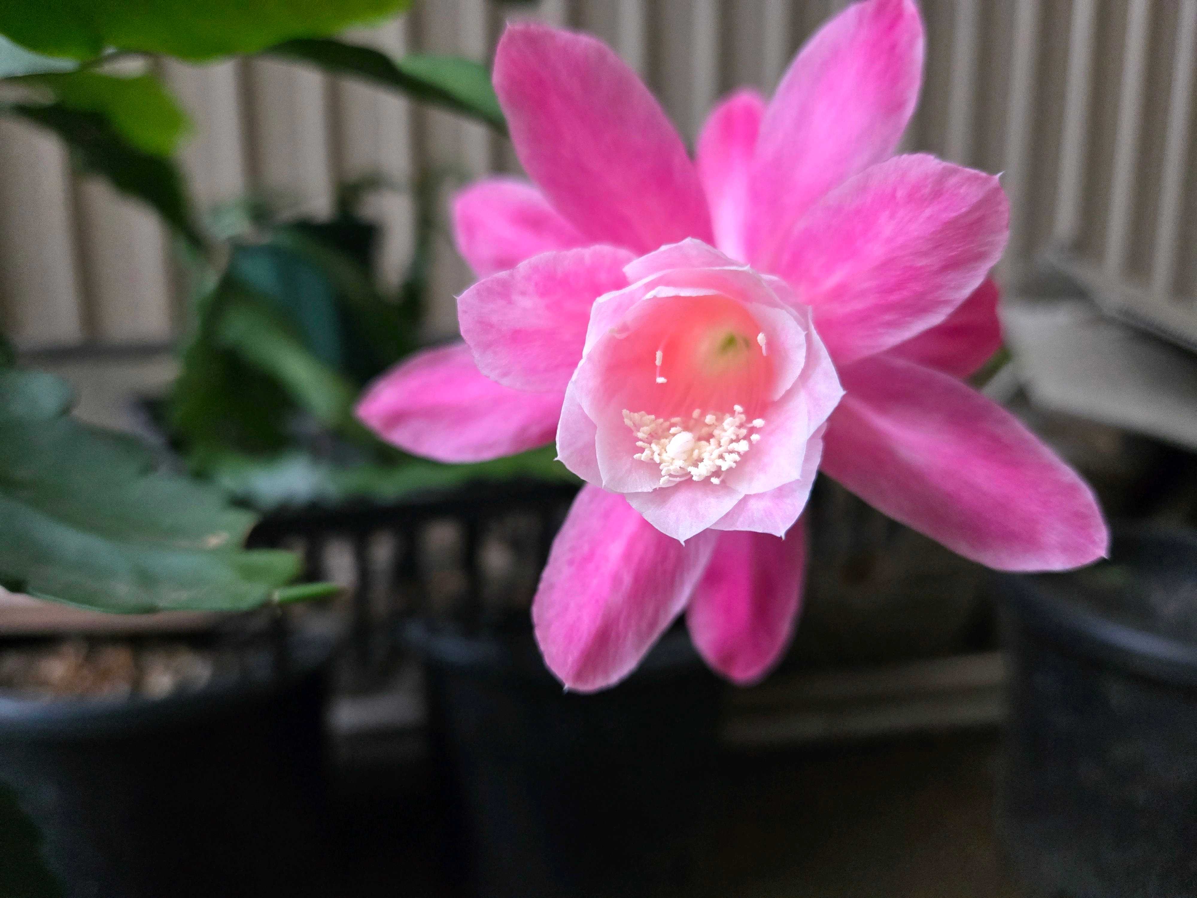 クジャクサボテン みなとまつりの一覧｜🍀GreenSnap（グリーンスナップ）