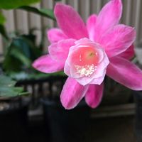 クジャクサボテン,サボテン,クジャクサボテン みなとまつり,サボテンの花,さぼてんの花の画像