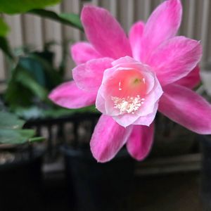 クジャクサボテン,サボテン,クジャクサボテン みなとまつり,サボテンの花,さぼてんの花の画像