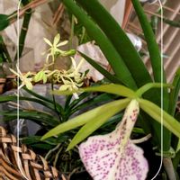 カトレア,バンダ グリーン ライト V.Green Light,ガーデニング,ラン科,花のある暮らしの画像