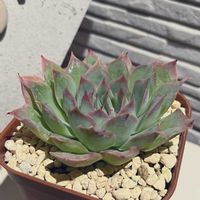 ファイヤーフラワー,多肉のある暮らし,防寒対策,多肉の土,タニラーの画像