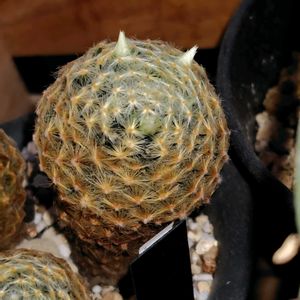 サボテン,多肉植物,鉢植え,花芽,多肉女子の画像