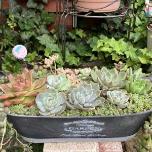 多肉植物,多肉寄せ植え,多肉大好き,多肉は癒し,寄せ植え大好きの画像