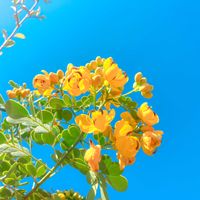 エニシダ,ブルーム,イニエスタ,立冬,青空映えの画像