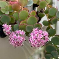 フェイジョア,ミセバヤ,ミセバヤ,エレガンス,ピンクルルビーの画像