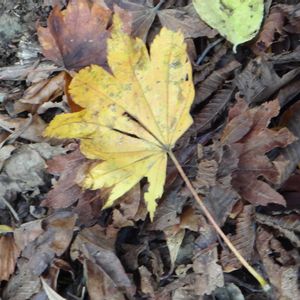 コハウチワカエデ,樹木の画像