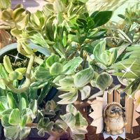 カネノナルキ,シンゴニウム,プテリス,金のなる木,コロニラ バレンティナ バリエガーターの画像