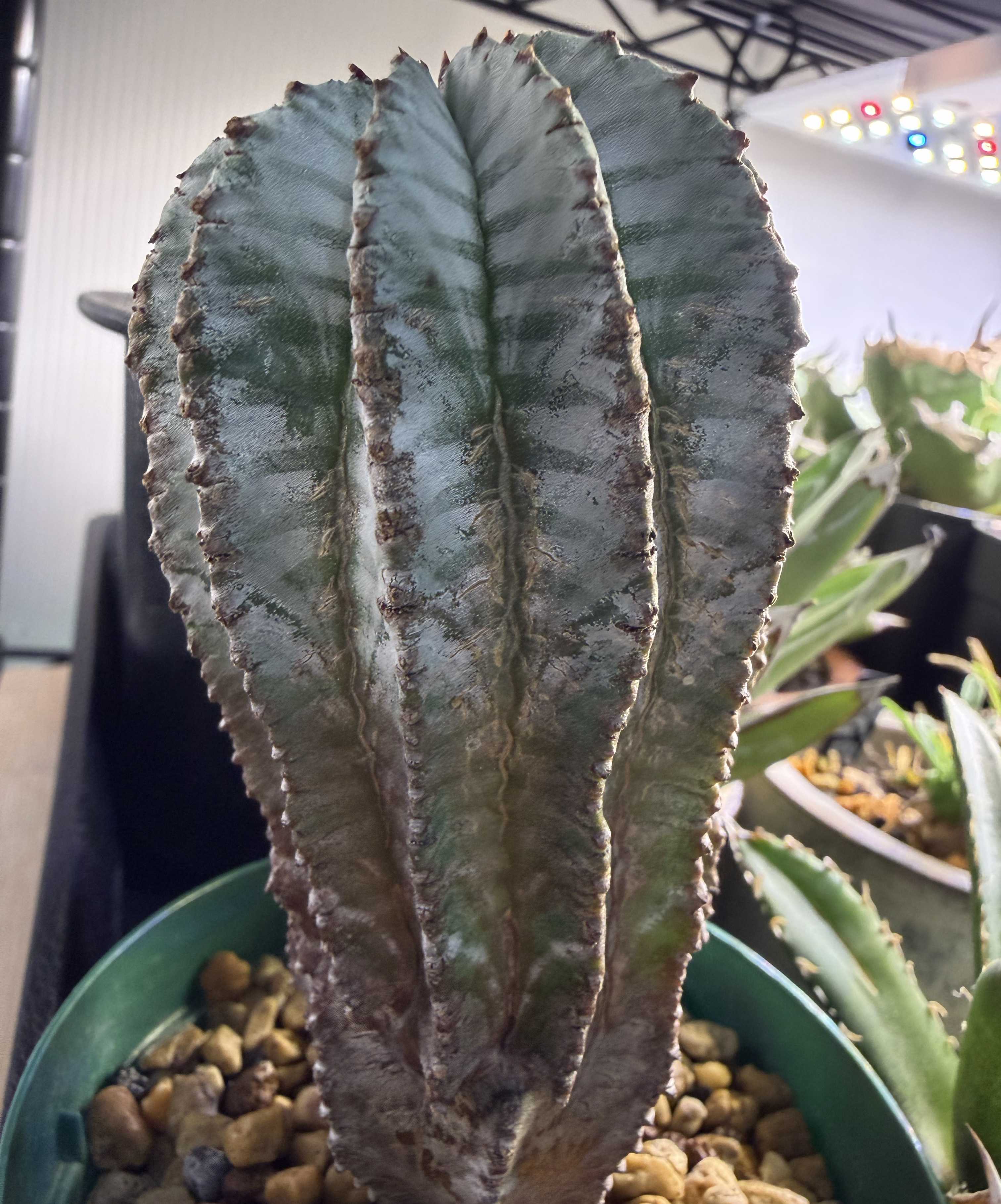 ユーフォルビア・ホリダの育て方｜日当たりや水やり加減は