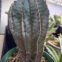 ホリダ,ユーフォルビアホリダ,ユーフォルビアの画像