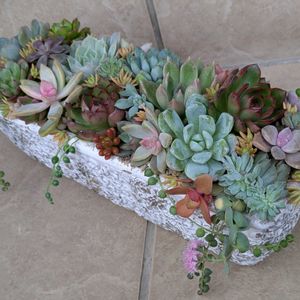 ゴールドキウイ,柿,寄せ植え,多肉植物,葉挿しの画像