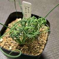 クーペリー,アルブカ,アルブカ クーペリー,多肉植物,初購入の画像