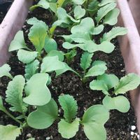 ラディッシュ,二十日大根,ハツカダイコン,ガーデニング,ネコ好きの画像