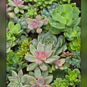 多肉植物の寄植え,真上からの撮影,ままちゅう　多肉寄植,多肉植物の森,多肉植物の画像