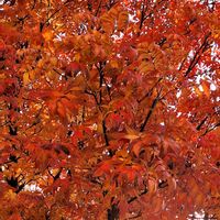 ナナカマド,ナナカマド,葉っぱ,紅葉（こうよう）,葉っぱ いいなぁの画像