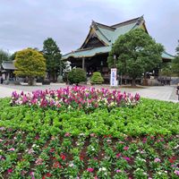 キク,ストック,ナデシコ,成田山新勝寺の画像