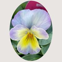 アンゲロニア,パンジー,花のある暮らし,お花大好き♡,お散歩ちゃんキーホルダーの画像