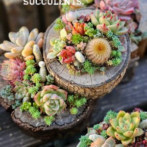 サボテン,寄せ植え,多肉植物,多肉寄せ植え,エケベリア属の画像