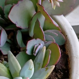 胡蝶の舞,多肉寄せ植え,GSのみなさんに感謝♡,GSの繋がりに感謝♡,黒ニャンコ隊の画像