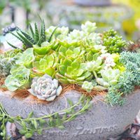 セダム,エケベリア,レティジア,寄せ植え,多肉植物の画像