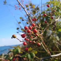 ノイバラ,落葉低木,子房周位,バラ状果,中心位子房の画像