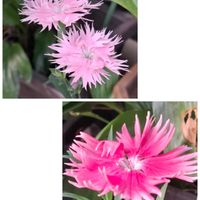 アネモネ,コスモス,ナデシコ,ステキ☆,癒し…♡の画像