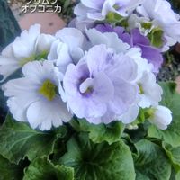 プリムラオブコニカ,花のある暮らし,植物大好き,ほんわか♥️ほんのり,人に優しくの画像