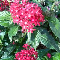 オミナエシ,サルビア,ペンタス,ノゲイトウ,アメジストセージの画像