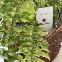 ハンキング,シダ植物,お花好き,シダタイガー,リビング・ダイニングの画像