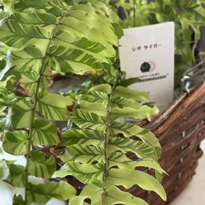ハンキング,シダ植物,お花好き,シダタイガー,リビング・ダイニングの画像