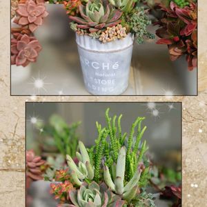 ブルーカールズ,多肉植物,育てやすい多肉植物,多肉植物寄せ植え,普及種の画像