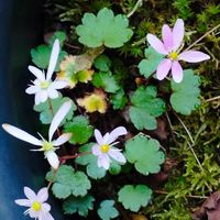 大文字草,鉢植えの画像