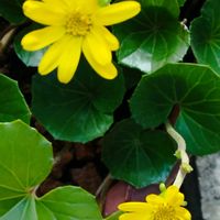 ツワブキ,鉢植えの画像