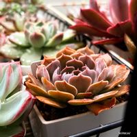 シャビアナ,ホワイトゴースト,ホワイトゴースト,シャビアナローズ,多肉植物の画像